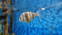 Gei&szlig;brasse (Diplodus sargus).